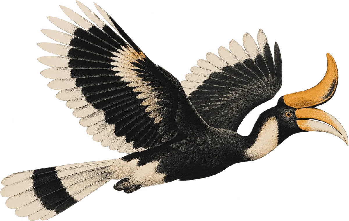 A rhinoceros hornbill (kenyalang) in flight, facing right.