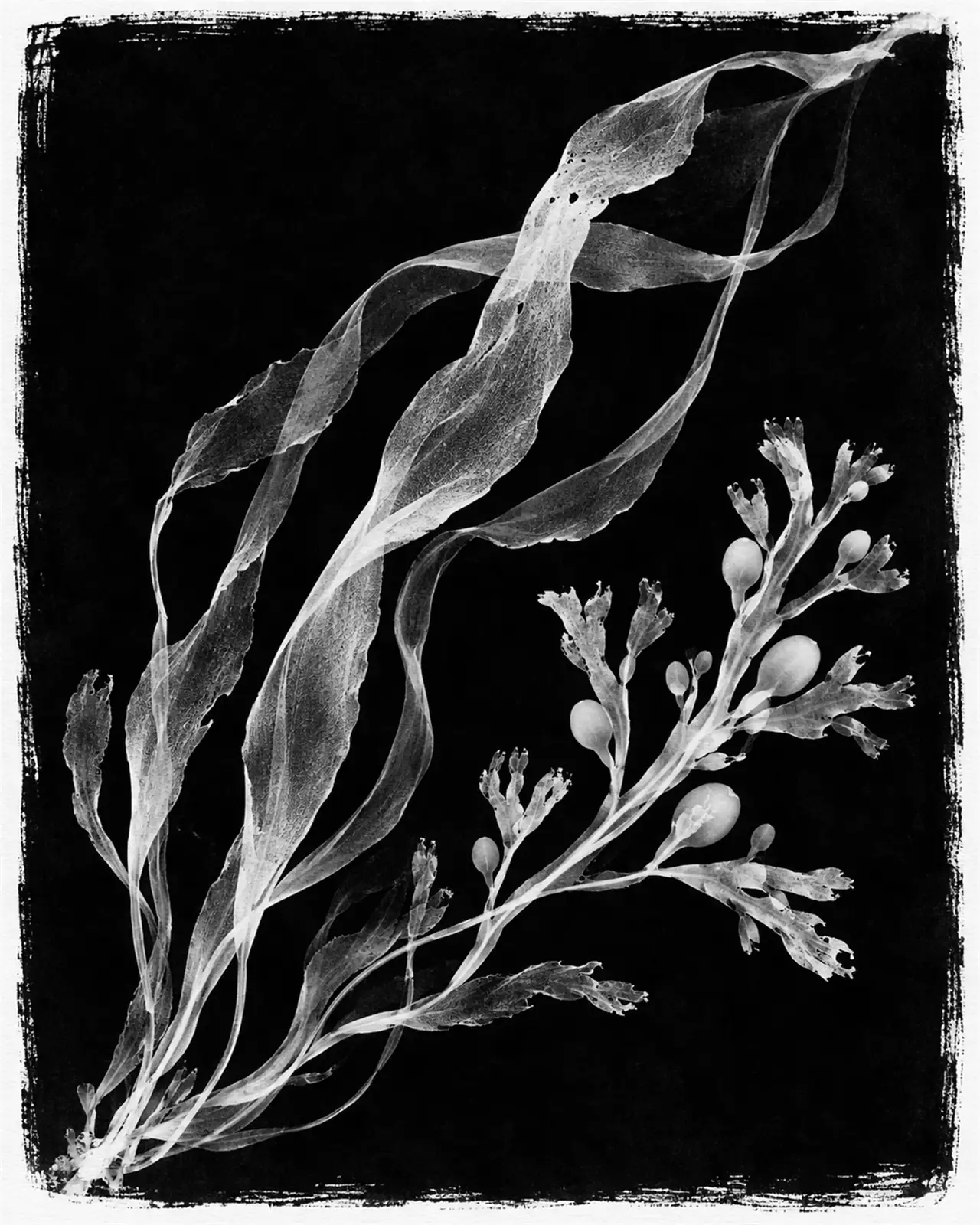 Cyanotype of long ribbons of oarweed and a branch of bladderwrack sweeping up the sheet, pale against deep blue, with brushed edges